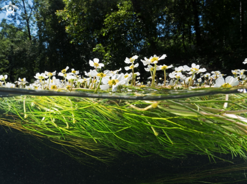 A riverflowers in Switzerland