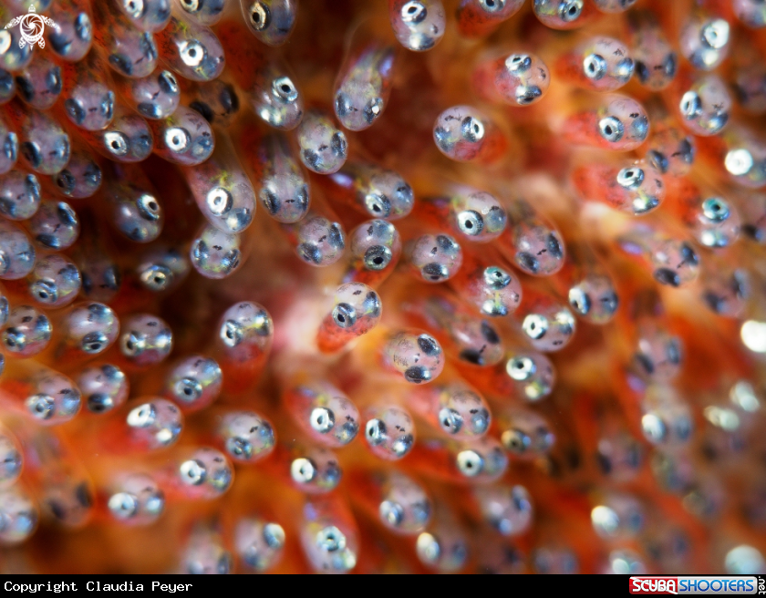 A clownfish eggs