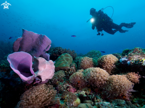 A giant frogfish with diver