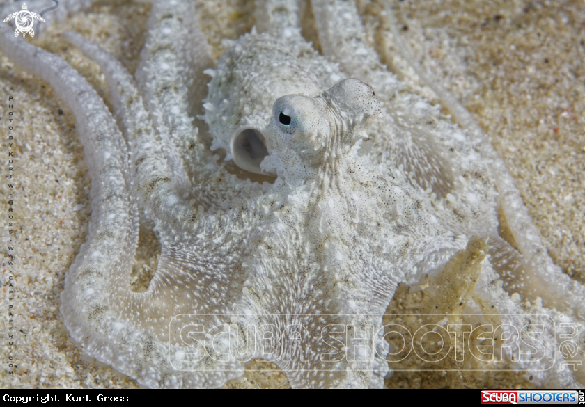 A Logarm Octopus