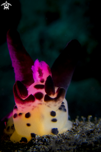 A Thecacera pacifica | Pikachu Nudibranch
