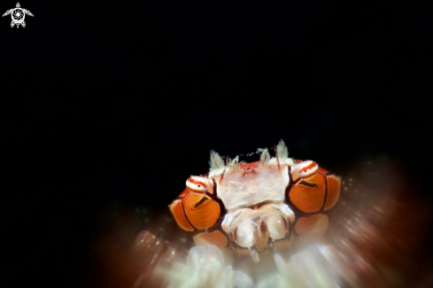 A Lybia edmondsoni | Boxer Crab