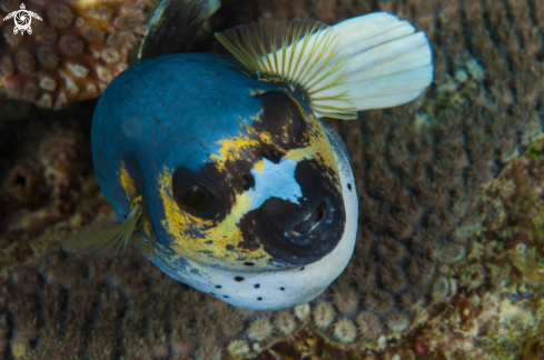 A Black spotted puffer