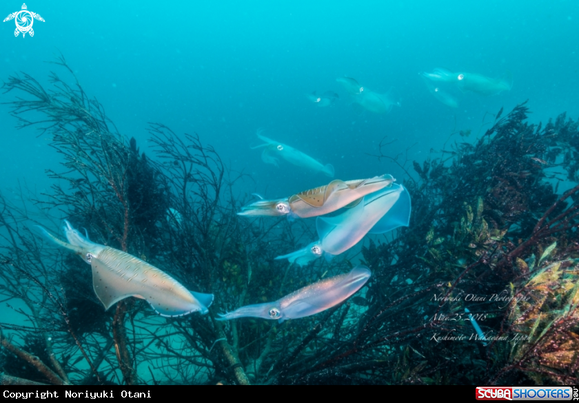 A Bigfin reef squids 