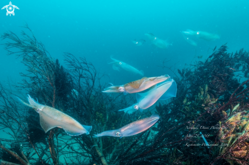 A Sepioteuthis lessoniana | Bigfin reef squids 