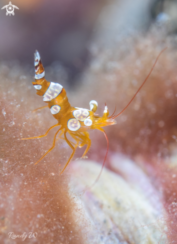 A Thor Amboniensis | Shrimp