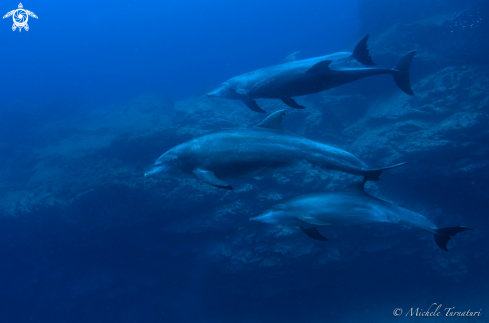A Tursiops Truncatus | Dolphins