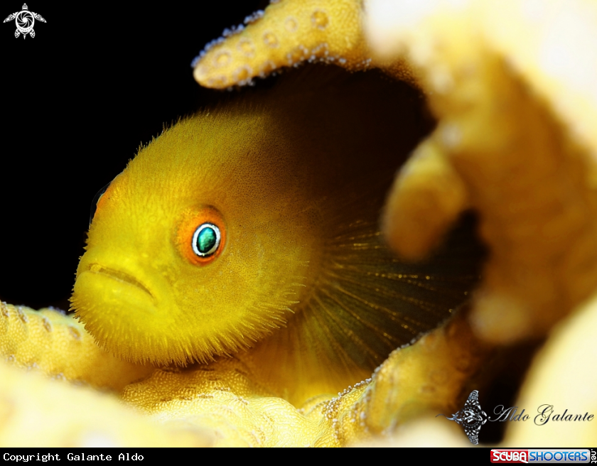 A Emerald Coral Goby