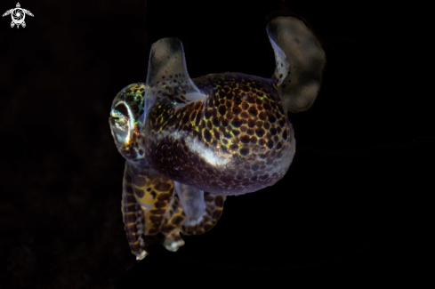 A Sepiolida | Bob-tailed squid