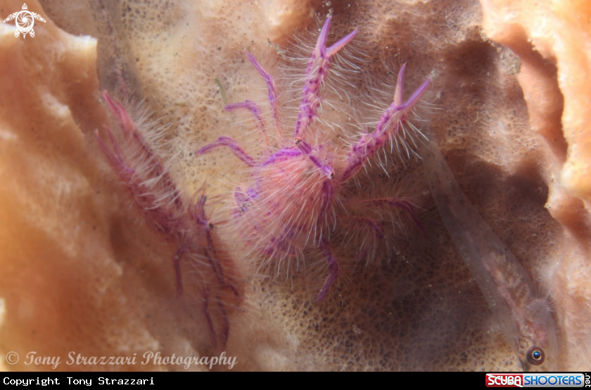 A Pink hairy Squat Lobster