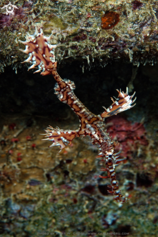 A Ornate Ghost Pipefish