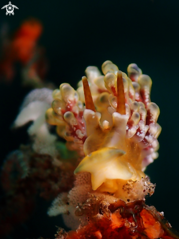A Doto sp. | Nudibranch