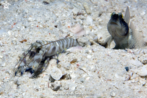 A Crypyocentrus cinctus | Shrimp-Gobi