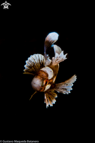 A Arlequin Sweetlips juvenile