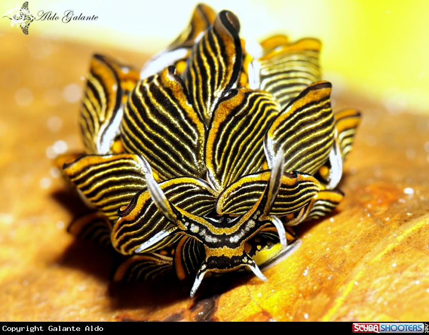 A Tiger butterfly Nudibranch