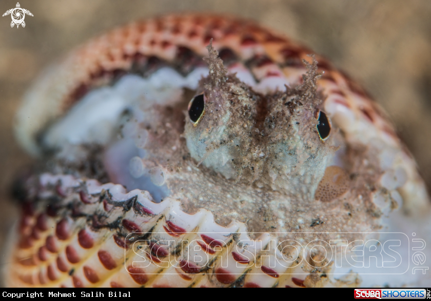 A Coconut octopus under the red focus light.