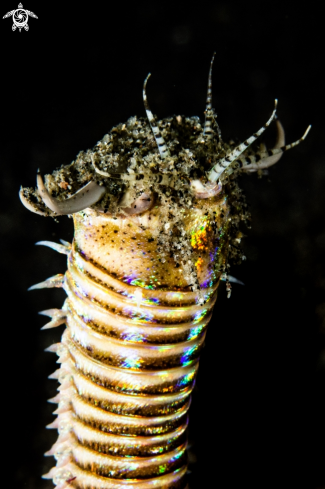 A Eunice aphroditoisc | Bobbit worm