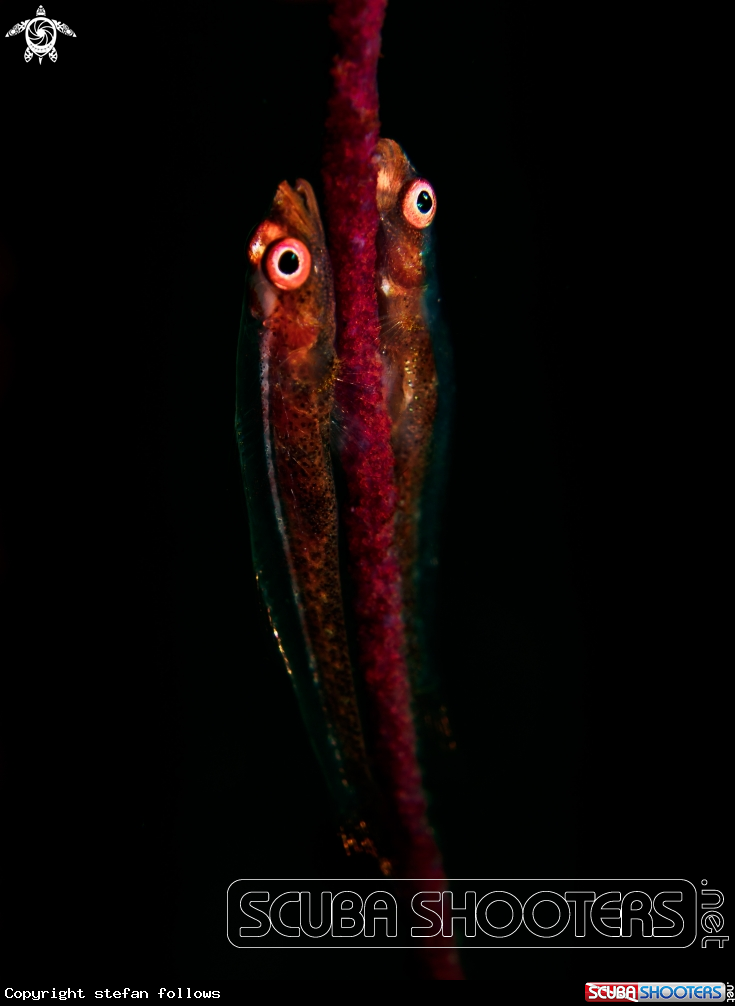 A Whip Coral Goby 