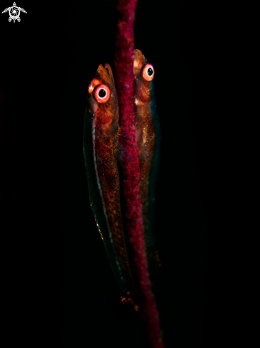 A Bryaninops yongei | Whip Coral Goby 