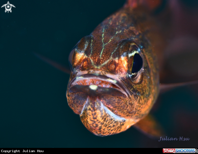 A Cardinalfish