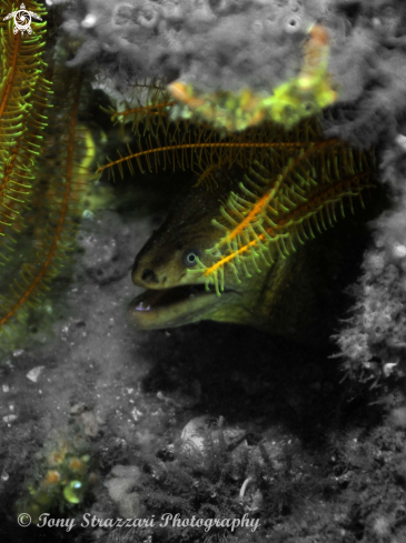 A Gymnothorax prasinus | Green Moray Eel