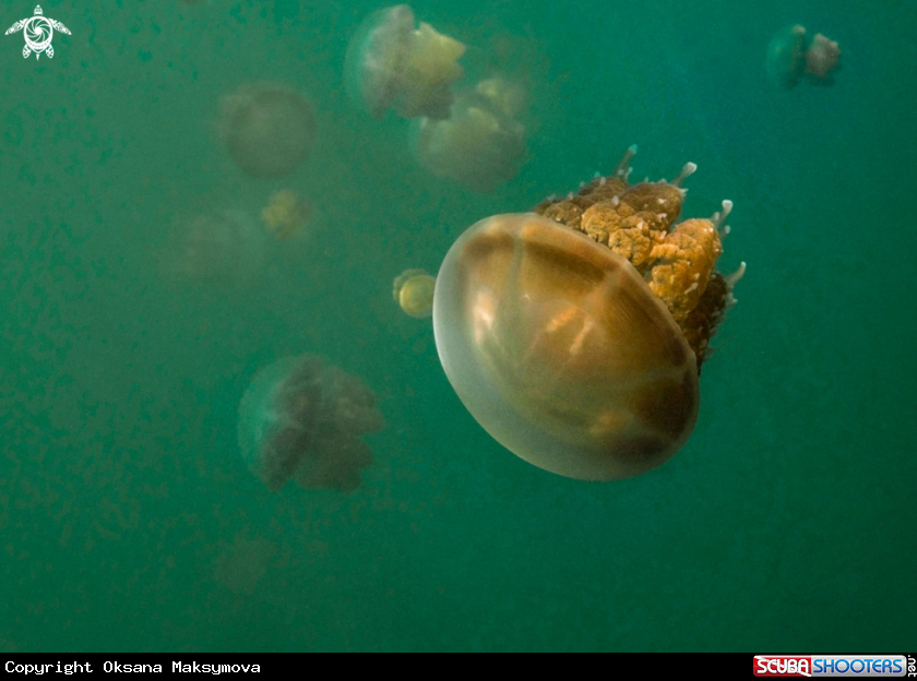 A Jellyfish lake