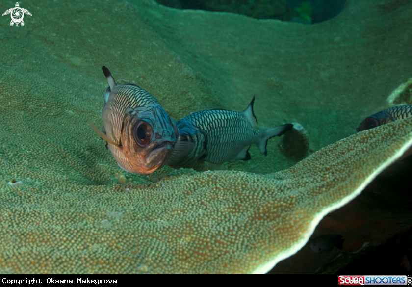 A Hard coral and violet soldierfishes