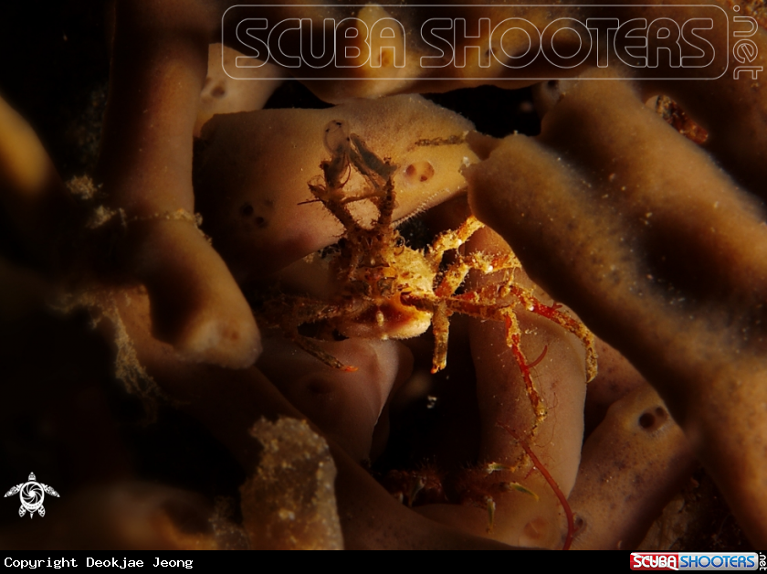 A spider crab