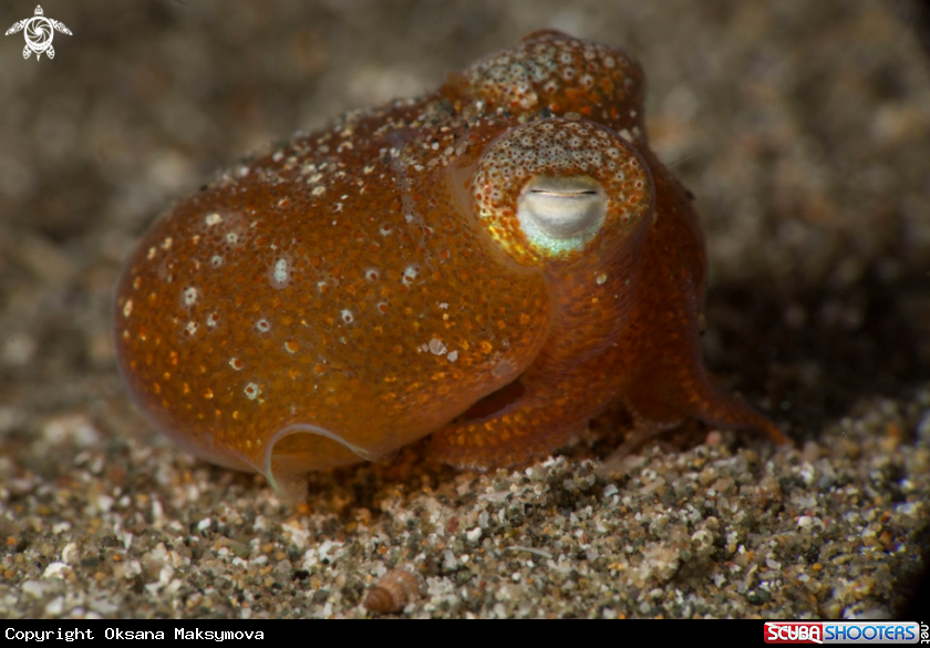 A Tropical bottletail squid (Sepiadarium kochi)