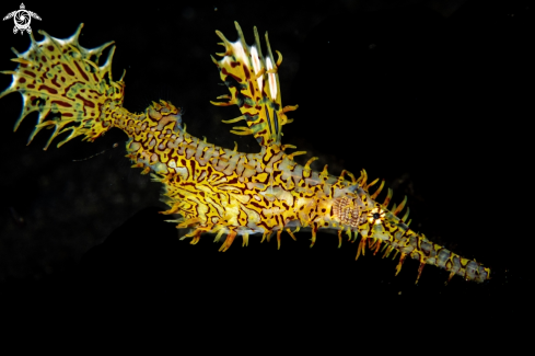 A Solenostomus paradoxus | Ornate ghost pipefish