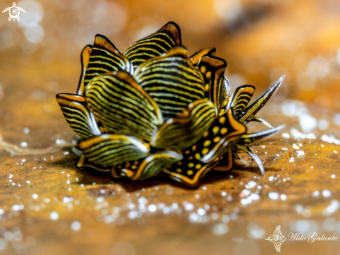 Tiger Butterfly Nudibranch