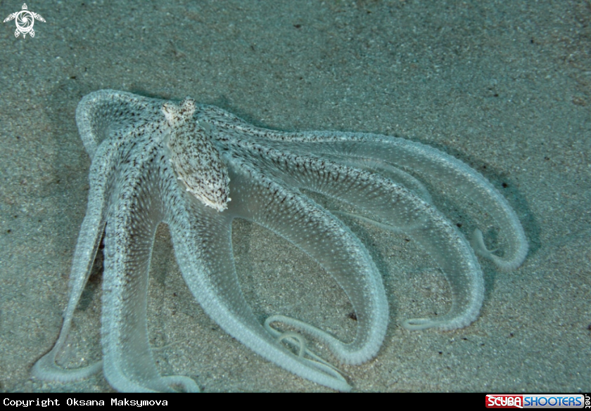 A Longarm octopus (Octopus sp. 2)