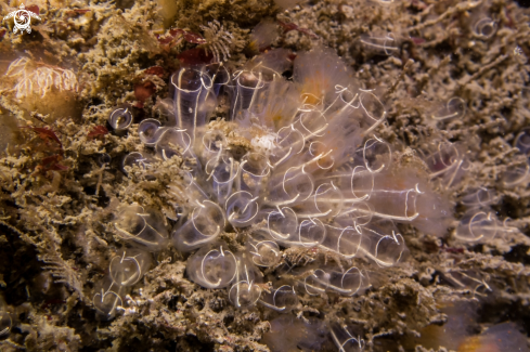 A Clavelina lepadiformis | Lightbulb Sea Squirts