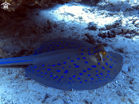 A Taeniura lymma | Blue spotted ribbontail ray