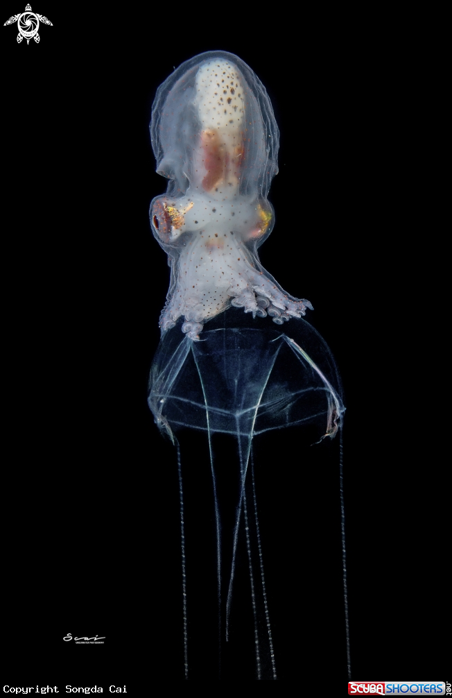 A Paper Nautilus Male 