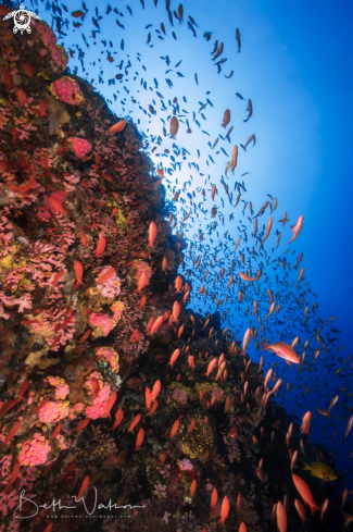 A anthias and reef scene