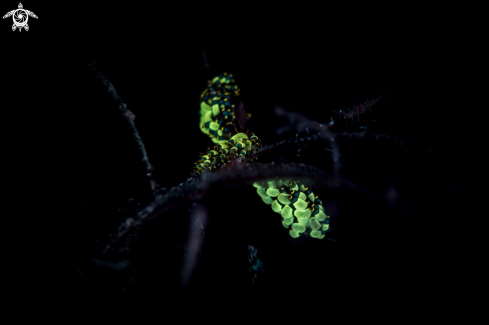 A Stiliger ornatus | Nudibranch