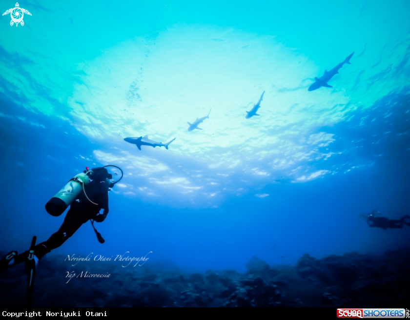 A diver and sharks