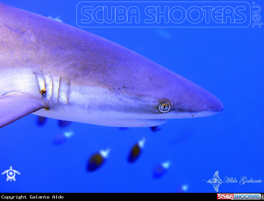 A Grey Reef Shark 