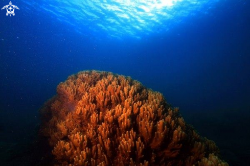 A Light Sea...Soft coral ,Mauritius,Republic of Mauritius