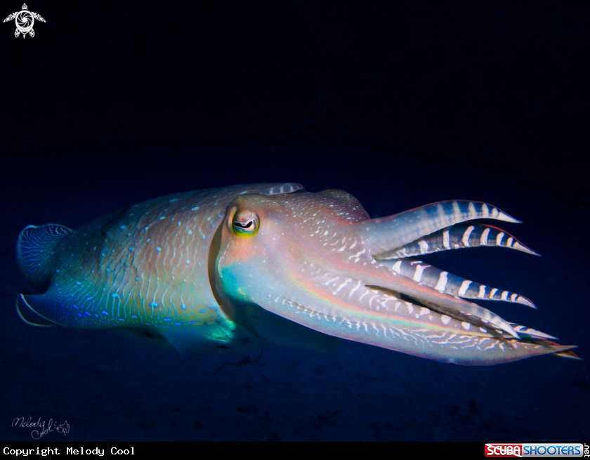 A CuttleFish