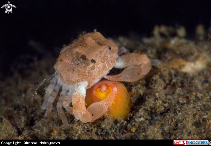 A  Very tiny crab aprox 3mm (Heteronucia globata) 