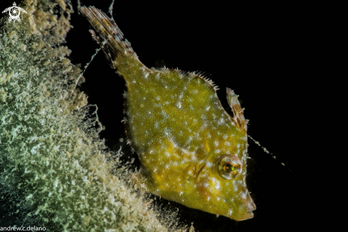 A Green Filefish