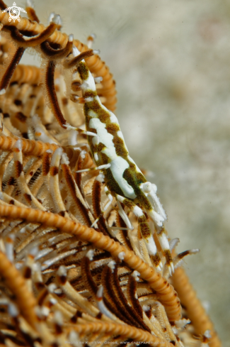 A Periclimenes sp. | Shrimp