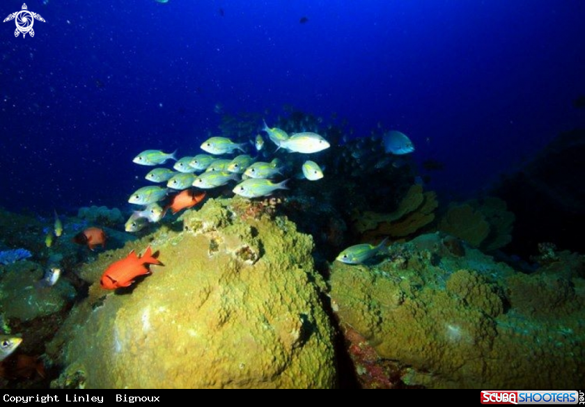 A Boulder formations with Cardinal Fish Mauritius.