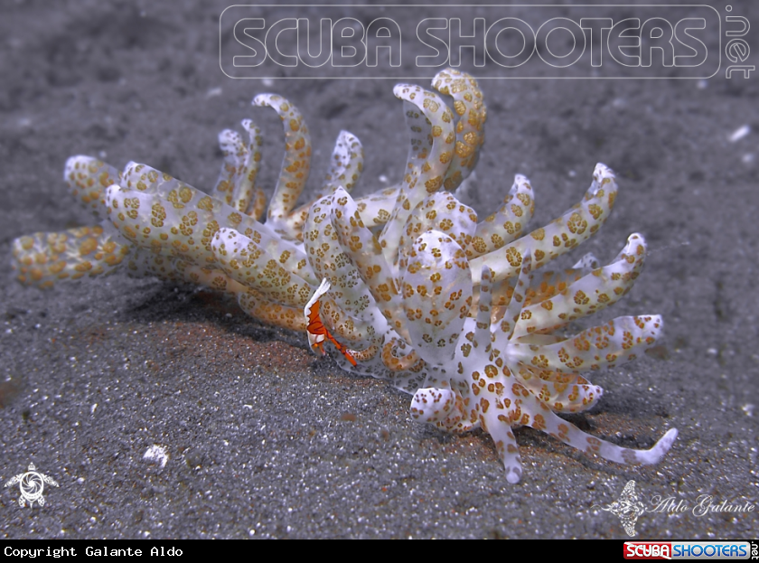 A Solar-Powered Sea Slug or Nudibranch - Emperor Shrimp.