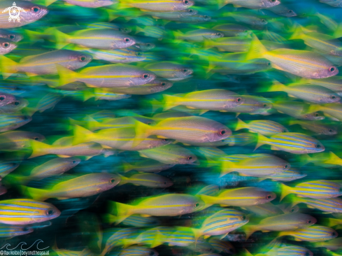 A School of snappers