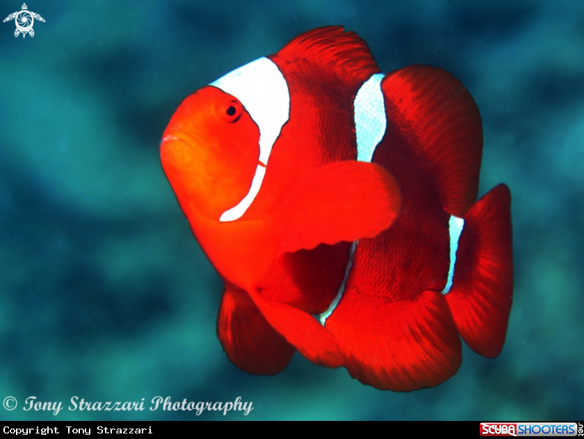 A Spine-cheeked anemonefish