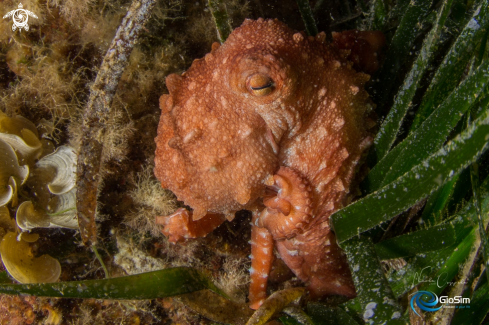 A Octopus macropus