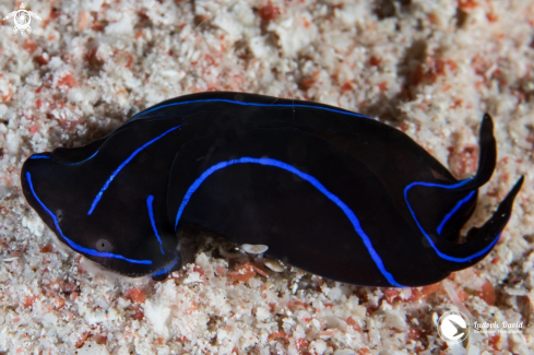 A Chelidonura varians | Blue Velvet Headshield Slug